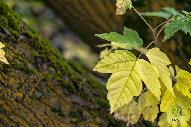 Free desktop background image for fall season. Early autumn colors and mossy bark.