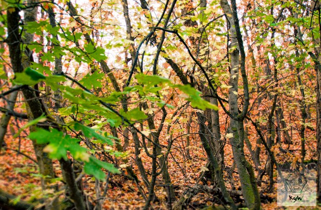 Free desktop background of fall leaves. Orange and green leaves falling in the forest.